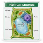 Plant Cell Structure
